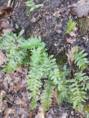 Polypodium