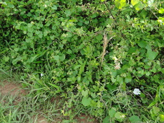 Calystegia catesbeiana
