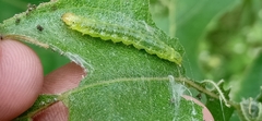 Haritalodes derogata