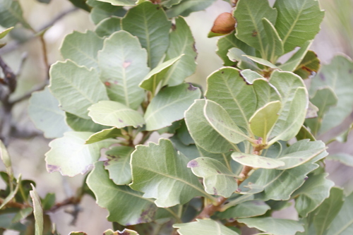 Image of Peninsula Waxberry (Morella diversifolia) by (c) Tony Rebelo, some rights reserved (CC BY-SA)