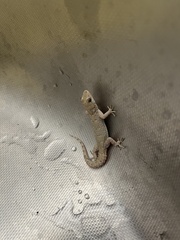 Mediodactylus kotschyi