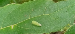 Batracomorphus