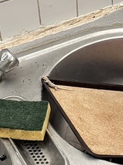 Mediodactylus kotschyi