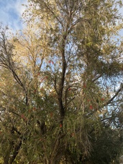Melaleuca citrina