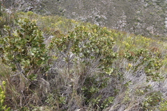 Morella diversifolia