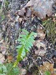 Polypodium