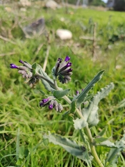 Anchusa undulata