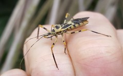 Zelus armillatus