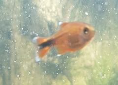 Hasemania nana