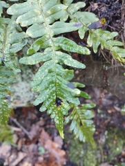 Polypodium