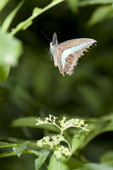 Graphium sarpedon connectens