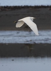 Egretta eulophotes