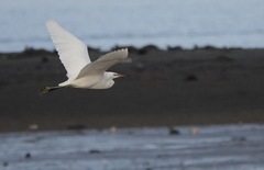 Egretta eulophotes