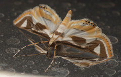 Theila siennata