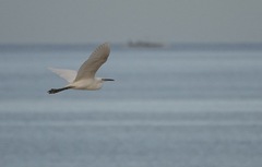 Egretta eulophotes