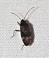 Neolethaeus tenebrosus
