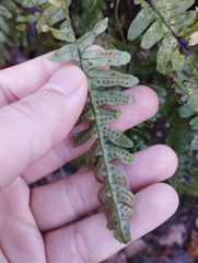 Polypodium
