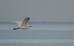 Egretta eulophotes