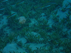 Parupeneus forsskali