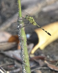 Orthetrum serapia