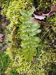 Dryopteris