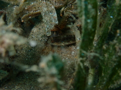 Asterropteryx semipunctata