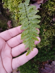 Dryopteris