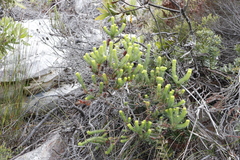 Erica sessiliflora