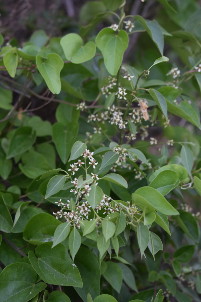 Euonymus maackii from Qingdao, CN-SD, CN on June 1, 2022 at 06:51 PM by ...