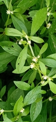 Alternanthera bettzickiana