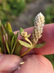 Angiospermae