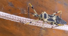 Zelus armillatus