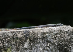 Platysaurus mitchelli