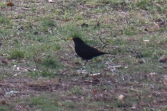 Turdus merula