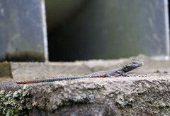 Platysaurus mitchelli