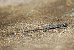 Platysaurus mitchelli