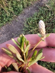 Angiospermae
