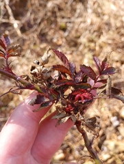 Rose rosette emaravirus