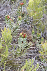 Lobostemon sanguineus