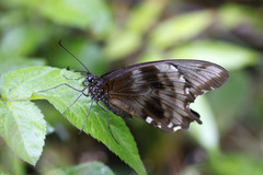 Papilio nireus