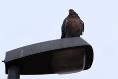 Columba palumbus