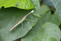 Polyspilota aeruginosa