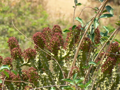 Euphorbia neriifolia
