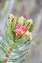 Lobostemon sanguineus