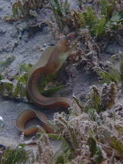 Gymnothorax angusticauda