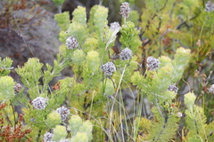 Paranomus abrotanifolius