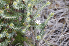 Adenandra gummifera