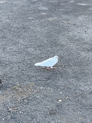 Columba livia domestica