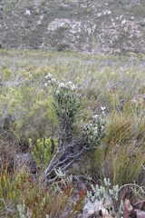 Phaenocoma prolifera