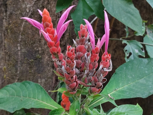 Aphelandra sinclairiana